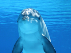 Владелец дельфинария осужден за незаконную торговлю дикими дельфинами на Кубани