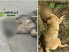 Массовую травлю собак устроили на Гидрострое в Краснодаре