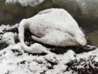 В Адыгее неизвестные отстреляли лебедей