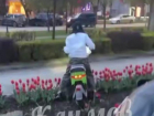 Краснодарка на электромопеде разворотила клумбы в центре города