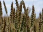 Депутаты Кубани хотят пересмотреть критерии оценки страховых рисков при потере урожая