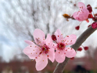 В парке Галицкого в Краснодаре начался сезон цветения сливы