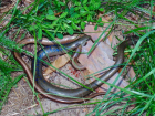 Зверье мое: где живет на Кубани ящерица, похожая на змею
