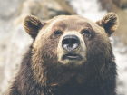 В Сочи медведи загрызли 11-летнего мальчика