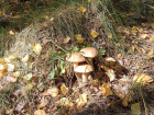 Последние? Краснодарские грибники рассказали о «тихой охоте» осенью