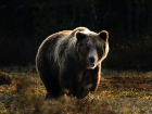 МегаФон защитит жителей Крайнего Севера от неожиданных встреч с бурыми медведями