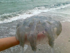 «Как из фильмов ужасов»: в сети обсуждают усыпанное медузами побережье Азовского моря 