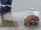 Зверье мое: енота-путешественника на морской льдине отловили краснодарские спасатели