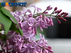 С пасмурной погоды начнется предпоследняя неделя апреля в Краснодаре 