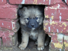 В Геленджике откроют приют для бездомных животных