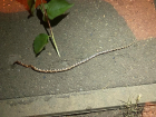 В Краснодаре змеи заползают в квартиры высотки