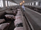Завезенную на Кубань продукцию с вирусом африканской чумы свиней уничтожат 