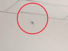 Паука «размером с мизинец» заметили в детской инфекционке Краснодара
