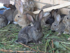 В Новороссийске женщина украла у подруги кроликов