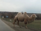 "Ничего необычного, просто верблюды": кораблей пустыни на дорогах Кубани сняли на видео