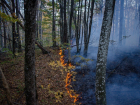  Глава Кубани предложил закрыть въезды в леса и ввести чрезвычайный класс пожароопасности 
