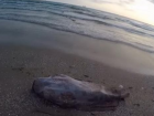  На берегу анапского пляжа туристы нашли утопленника 