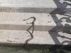 Очередная вылазка змей на улицы Краснодара попала на видео 