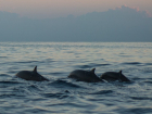 Глава Росприроднадзора назвала причину массовой гибели дельфинов в Черном море