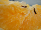 В Новороссийском порту запретили ввоз червивых апельсинов из Египта