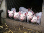 В Адыгее зафиксирована вспышка африканской чумы свиней