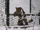 Кубанские леопарды искупались в сугробах
