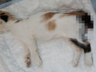 Двое детей подожгли кота и сбросили его с дома  в Сочи
