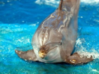 В «Сочи Парке» поселился дельфин-основатель творческой династии млекопитающих 