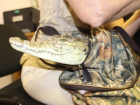 В Новороссийске стражи порядка изъяли у фотографа нильского крокодила без «паспорта»