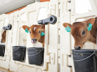 Дефицит коров на Кубани исправит новый центр селекции