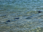 В Сочи отдыхающие сняли на видео детёныша черноморского ската