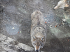 В Краснодарском крае могут разрешить круглогодичный отстрел волков и лисиц