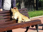 Прокуратура выяснила, кто является хозяином "замученного" львенка в Сочи