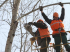 В Краснодаре заработал онлайн-сервис, куда жители могут пожаловаться на нарушения обрезки деревьев