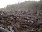 Жители Кубани незаконно вырубили более 340 деревьев на 240 миллионов