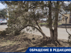 Рабочие повредили около 10 деревьев в Краснодаре, ремонтируя дорогу 