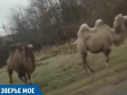 СМИ: стадо верблюдов перекрыло трассу в Краснодарском крае 