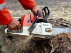 В Краснодаре срубят 184 дерева из-за расширения Ростовского шоссе 