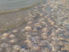 Тысячи мёртвых медуз обнаружили на берегу моря в Краснодарском крае