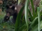 В Лазаревском дикий медведь гулял по улицам: видео