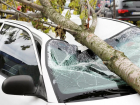 Более 20 автомобилей краснодарцев пострадали от упавших веток и заборов