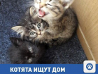 Частные объявления: Милые котята ищут дом 
