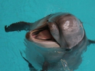 В Сочи не могут определить пол у рожденного дельфиненка
