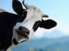 «Кража века»: мужчине грозит 5 лет за украденную корову 