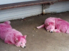  Жители Геленджика нашли в лесу розовых собак 