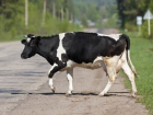 На Кубани легковушка насмерть сбила корову 