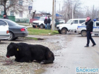 В Выселках полицейские помогли поймать взбесившегося быка