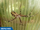 Где в Краснодарском крае может встреться ядовитый паук аргиопа