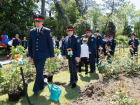 Сочинские следователи высадили в честь Дня Победы аллею сакур