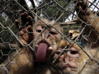 В Сочи для испытания новых лекарств привезут 2000 обезьян